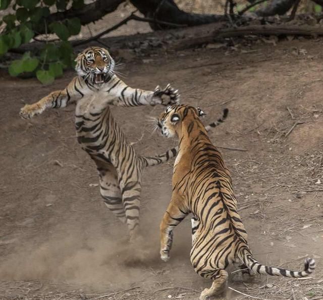 母老虎与公老虎激烈搏斗被摄影师全程拍下这动作实在高萌