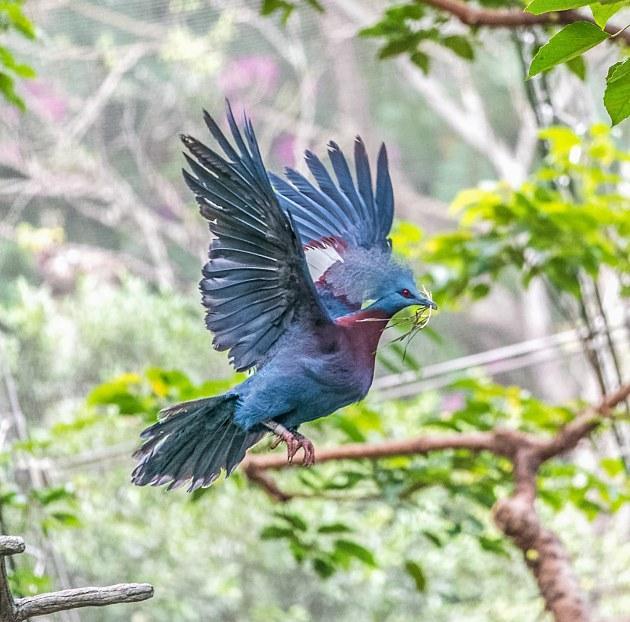 蓝凤冠鸠的头上耸立着淡蓝色的扇状羽冠像一顶风冠戴在头上