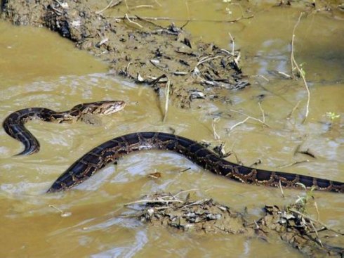 3岁男孩骑在巨蟒身上玩耍,还和巨蟒在水里游泳,蟒蛇不攻击他
