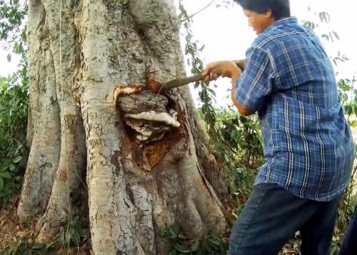 男子发现树上有"疙瘩",将它砍下来,老人说它是宝贝