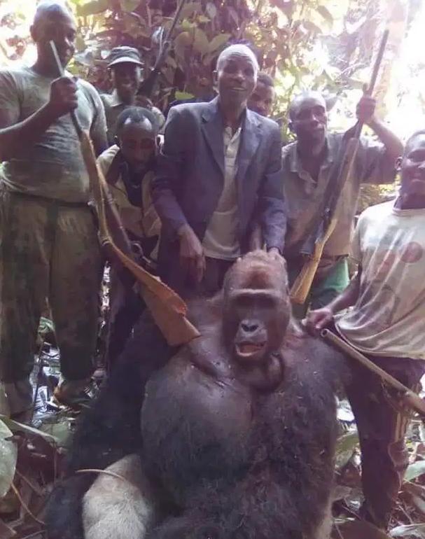 非洲人捕杀大猩猩合影留念,只为满足富人虚荣心