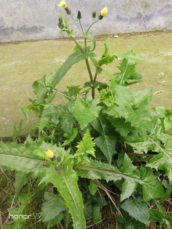 苦菜|奶浆|野草_新浪新闻