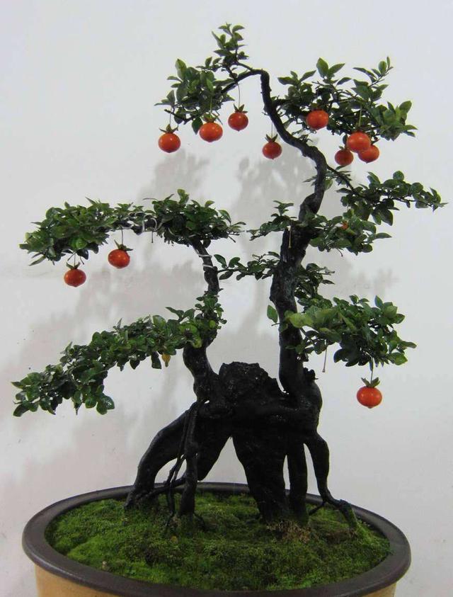 3种价值高的盆景树养在家里寓意好多养几年能升值