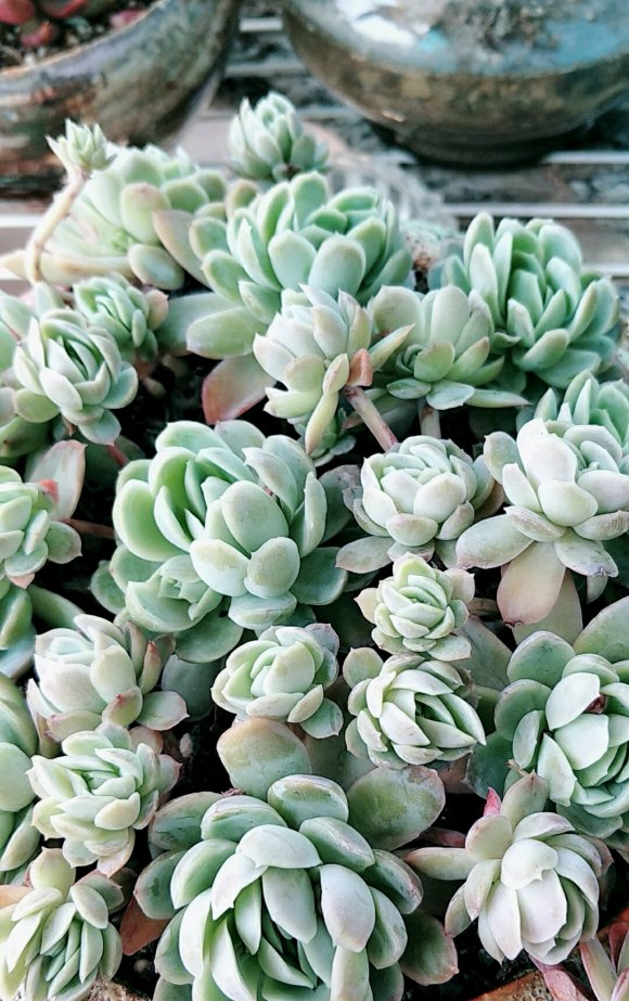 新手适合养冰梅繁殖能力强丢在阳台不用管一棵分生一盆