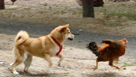 为何说鸡犬不宁原来它们还有恩怨看完笑掉大牙