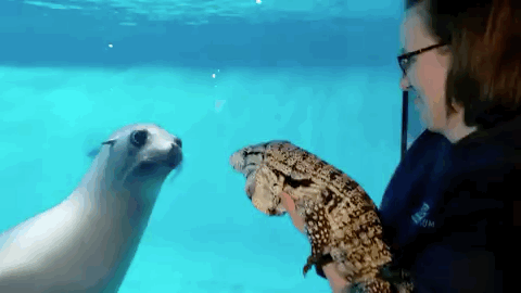 480_270gif 动态图 动图