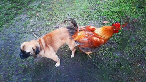 这句成语通常是用来形容被扰得太厉害,达到了连鸡和狗都无法平静的地