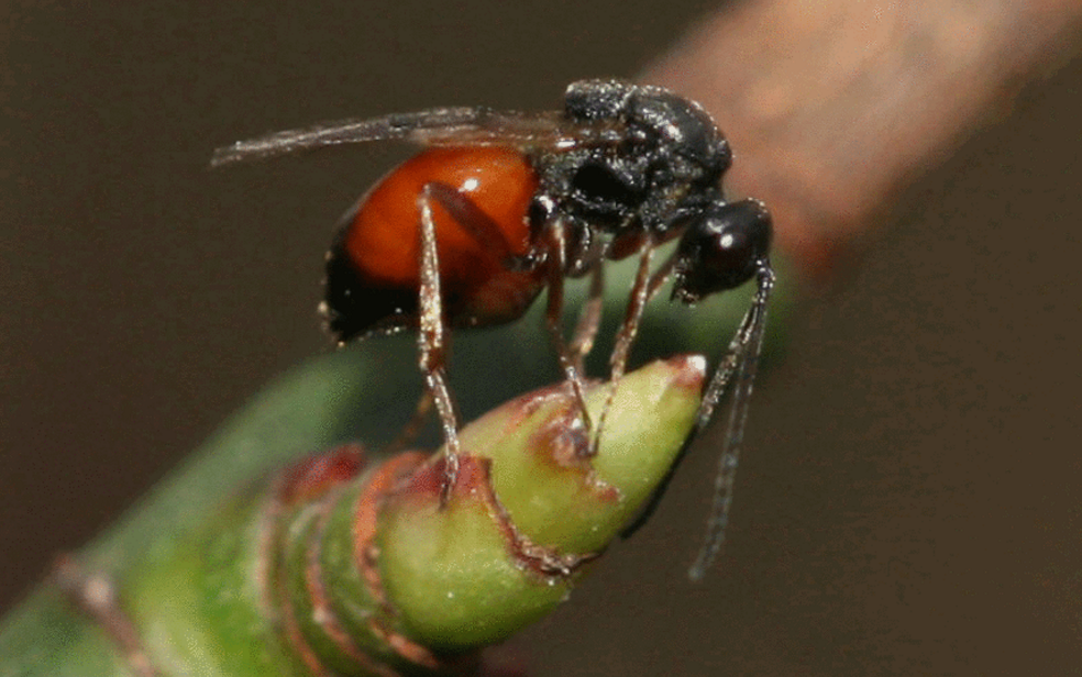 素食主义最强寄生者,瘿蜂伪装成植物果实,再吃掉真的果实