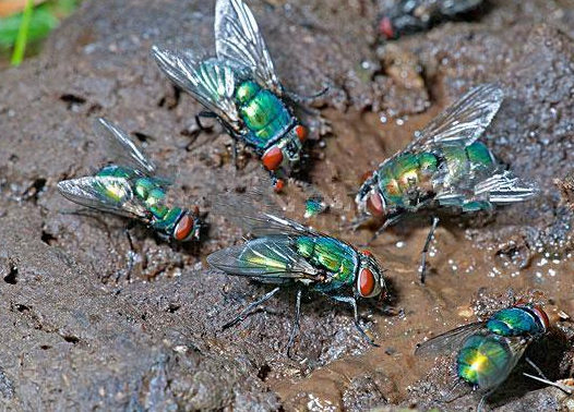 男子散步时看见一群苍蝇,随后看见恶心这幕,然后赶紧回家拿铁锹