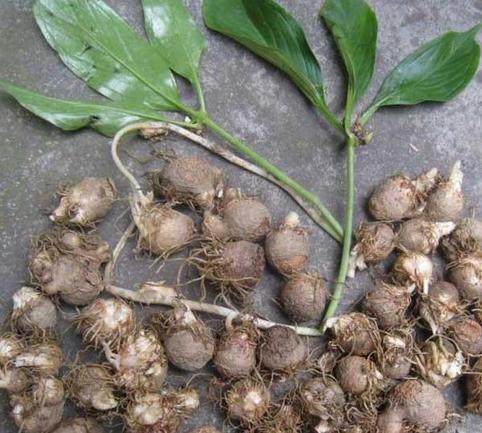 专治咳嗽痰多的乡村地里药狗蛋儿农民却都给扔了