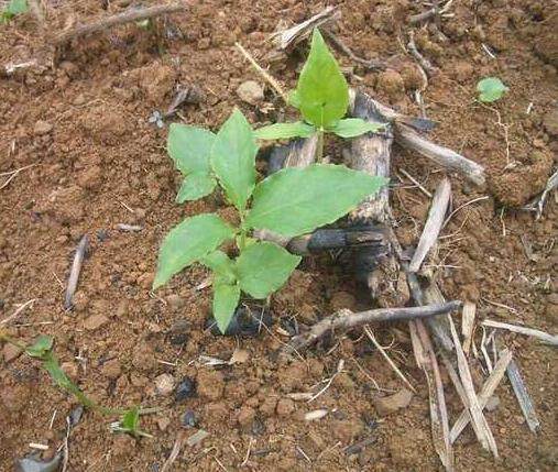 专治咳嗽痰多的乡村地里药狗蛋儿农民却都给扔了