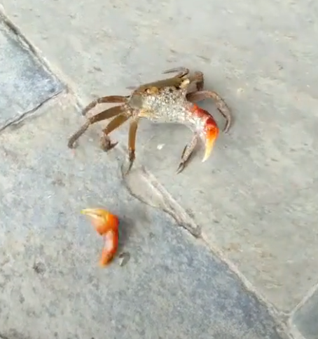 男子煮螃蟹,一只螃蟹爬出锅,男子追随后看见螃蟹"断臂求生"!