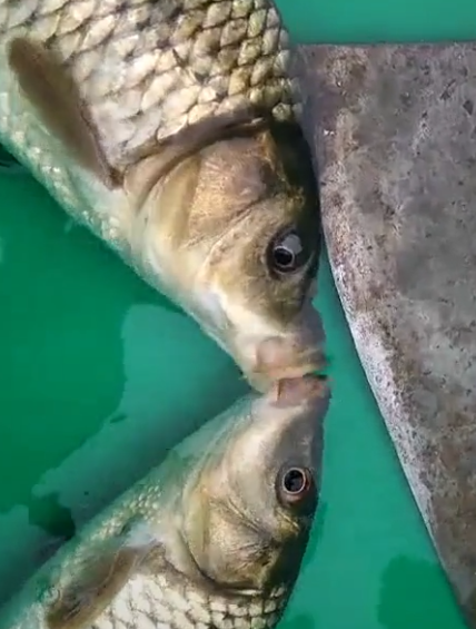 女子准备宰杀夫妻鱼可两条鱼却做出感人行为女子决定放生