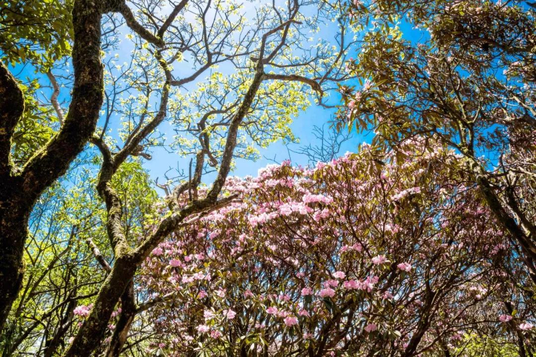 重庆金佛山万亩杜鹃盛开赴一场春天的花事之约