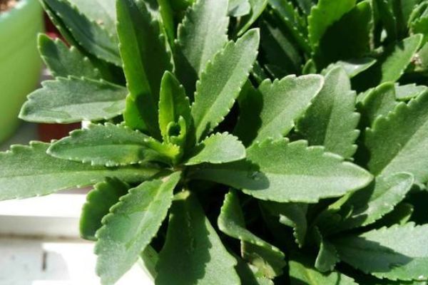 4种野菜是高血压的克星对降压败火延缓衰老样样都是宝