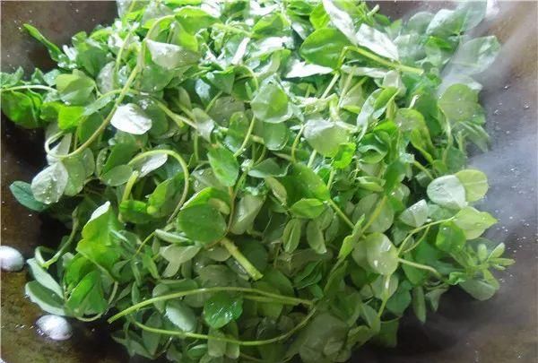 它是天然"清肠草",润肠排毒又减脂,现在吃它最鲜嫩