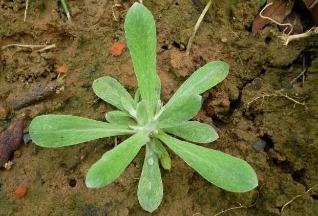 安庆|鼠曲草|家乡_新浪网