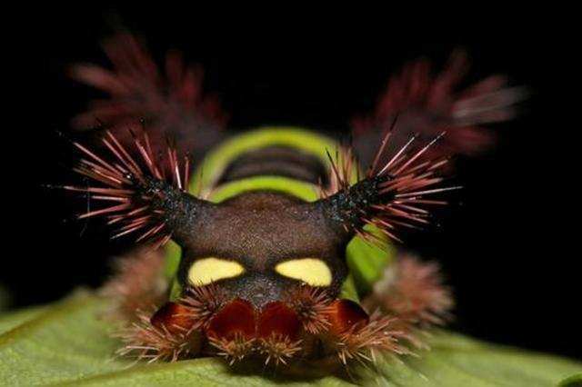 盘点地球上最彪悍的毛毛虫看见它们最好不要用手去碰