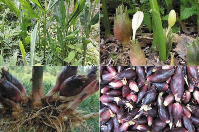 洋禾姜,阳藿,洋合,盐荷,檐荷,岩荷,洋合笋,野阳合,莲花姜,山姜,观音花