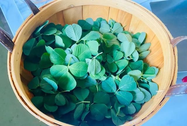 它是天然"清肠草",润肠排毒又减脂,现在吃它最鲜嫩