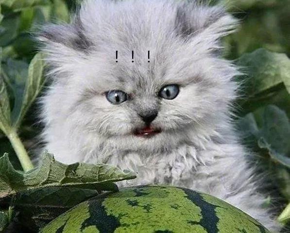 瓜田里的猫表情包图片