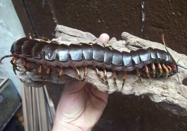 世界上最大的蜈蚣,性情凶猛体形粗壮,会排出毒汁.|蜈蚣|加拉帕格斯|性