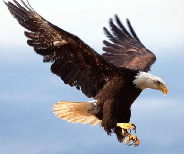 沼泽地发现一只装了gps死鹰,记录20年飞行轨迹,一点让人疑惑!