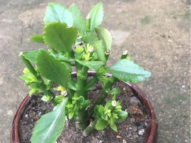 4月忙花事,修剪,扦插···现在做刚刚好!|杜鹃|枝条|植物_新浪新闻