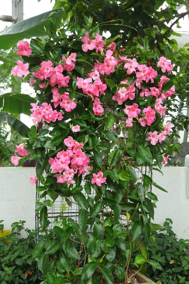 去年种了棵飘香藤,今年把阳台爬满了,开花清香,花期还超长