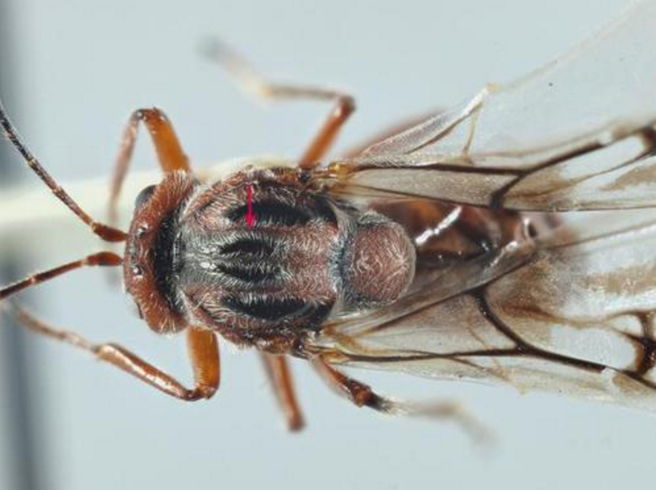 素食主义最强寄生者,瘿蜂伪装成植物果实,再吃掉真的果实