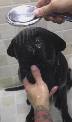主人帮黑狗洗澡时,用手捉住狗鼻子,狗狗表情难受!