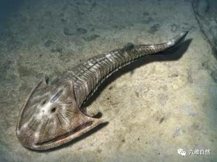 4亿年,最早的无颌鱼类开始出现,到泥盆纪时达到了繁盛时期,它们没有