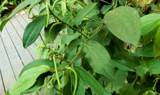 此物营养价值极高,却很少有人会吃,生长地区少,产量低