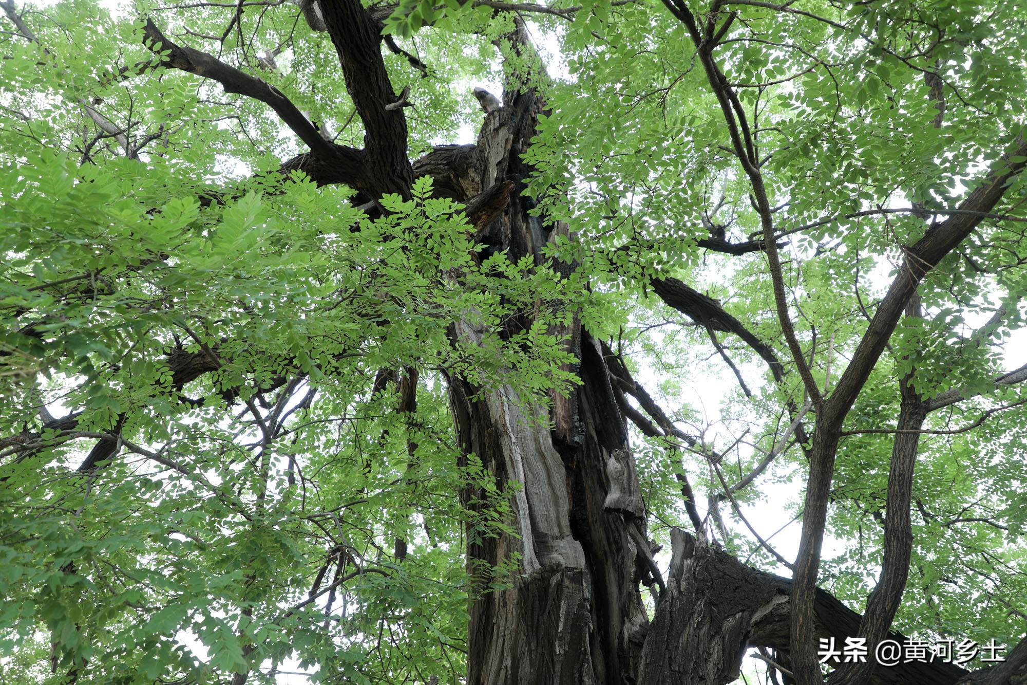 槐米D核糖升级版优势 清肺养肺保健品推荐