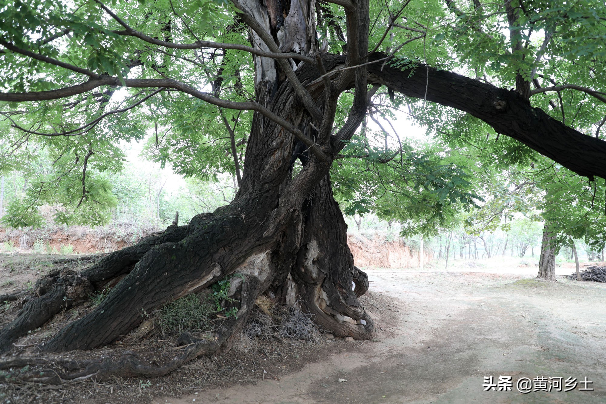 山西小山村有棵千年古槐,槐米无人敢摘,干树枝无人敢拿,啥情况