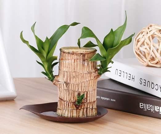 分枝多绿叶多的巴西木想要养好不简单几个细节都要照顾到