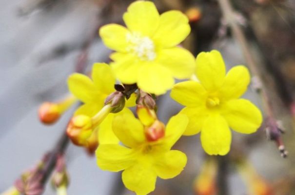 春暖花开,养盆花中极品"北美冬青" ,百媚千娇,鸟语花香
