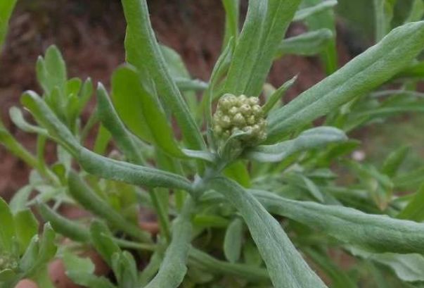 又名清明草,别名菠菠草,佛耳草,软雀草,蒿菜,面蒿,清明菜,水萩等,田艾