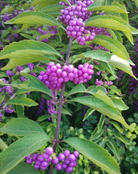 大叶紫珠的功效与作用