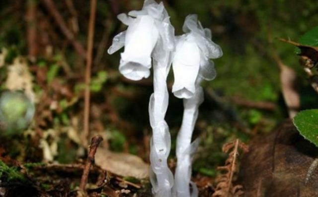 大叔山中发现幽冥花拍照询问却无人识县里专家看后激动了