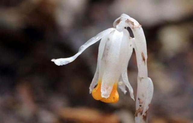 大叔山中发现幽冥花拍照询问却无人识县里专家看后激动了