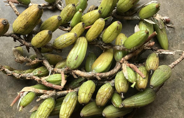 石头上生长的野果100元一斤可用来煲汤野外遇到就赚到了