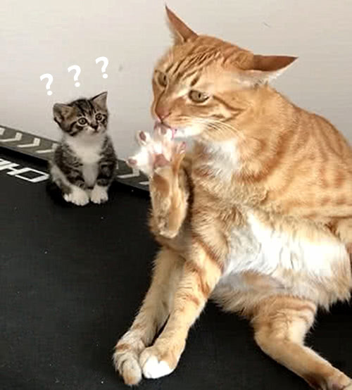 橘猫正在啃脚,主人目睹全过程,旁边的小猫表情更是绝了