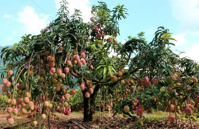 云南华坪县果子山万亩芒果基地获吉尼斯世界纪录认证