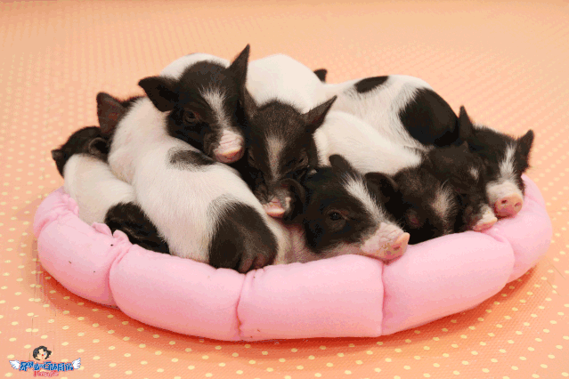 戳戳小猪的鼻头,粉嘟嘟的小香猪扭着屁股屁股,你一动手它都能飞上天!