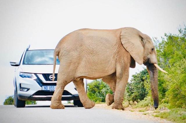 长度很长,但其实最大的蟒森蚺的长度也就在10米左右,大象的体长算上尾
