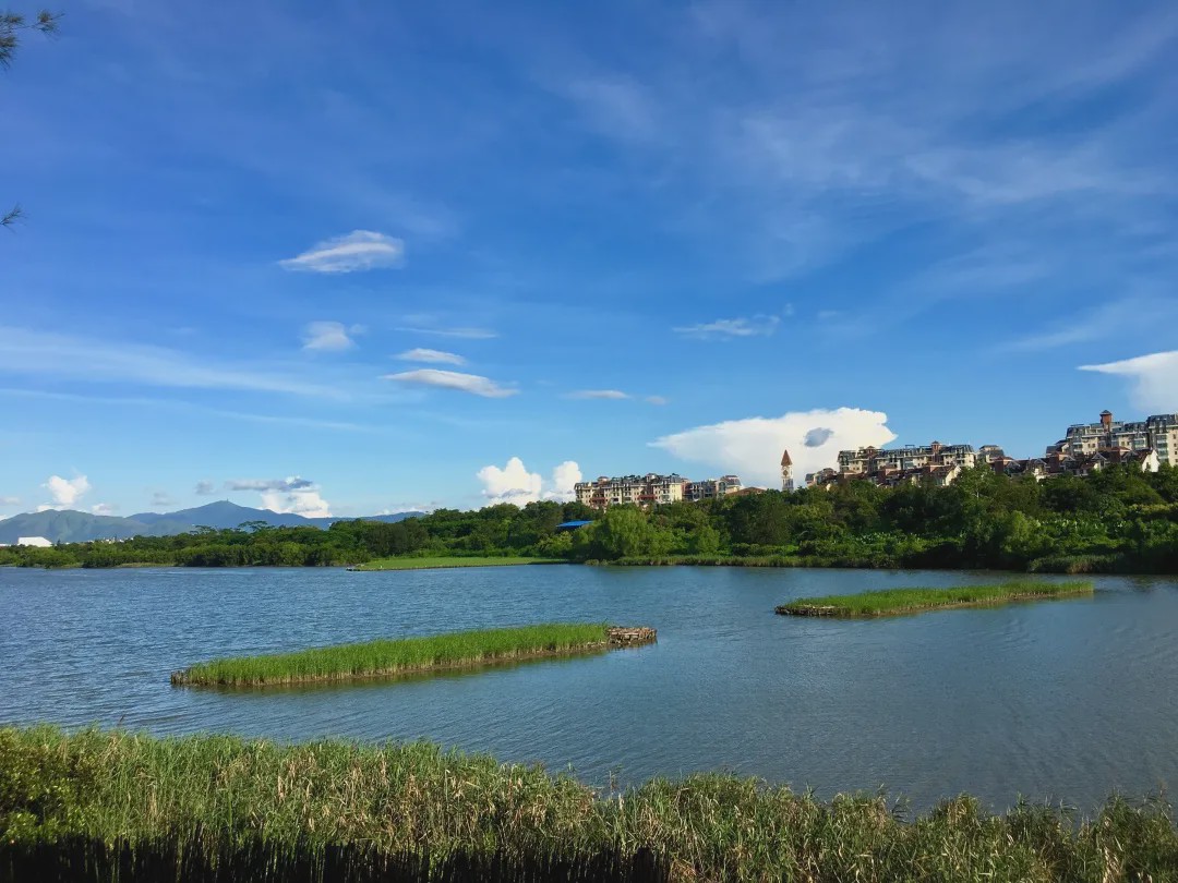 暢遊溼地深呼吸人民日報點贊深圳華僑城溼地