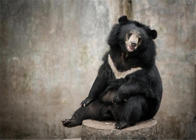 黑熊|贵州|生物_新浪新闻
