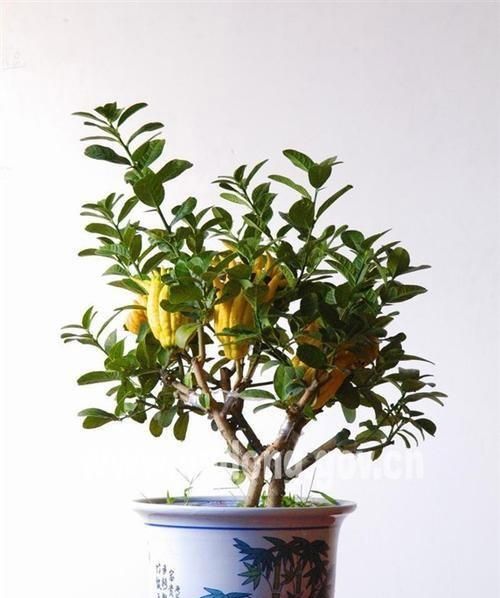 佛手柑又名佛手,九爪木,五指橘等,和香橼一样,都属于芸香科柑橘属常绿