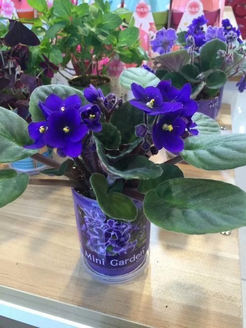 紫罗兰,满盆皆花,花香浓郁,盆栽要如何管理呢?